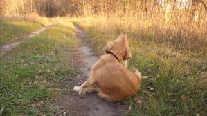 Kopeklerde Besin Alerjisi Nasil Onlenir My Animals