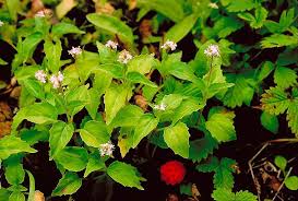 Image result for Olax aschersoniana