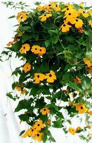 Amazon Com Black Eyed Susan Vine Thunbergia Alata 50 Seeds 8 10 Ft Tall Vines Flowers Garden Hanging Potted Plants Black Eyed Susan Vine Black Eyed Susan