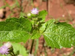 Image result for Ageratum conyzoides