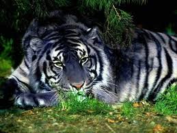 Blue Tiger A Mystical Feline Like Creature Living In The Fujian Province In China With Possible Pseudo Melanistic Or Hy Animals Beautiful Rare Cats Wild Cats