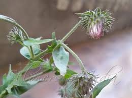 Image result for Laggera