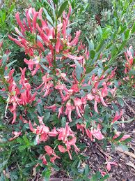 Image result for Rhoicissus rhomboidea