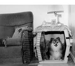Crate Training Made Easy Whole Dog Journal
