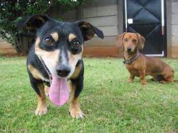 Check spelling or type a new query. Bringing A New Dog Home Teaching Two Dogs To Get Along