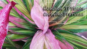 We did not find results for: Growing Cordyline Fruticosa Hawaiian Ti Plants Youtube