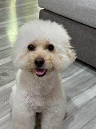 What eye drops do you use for your pets?