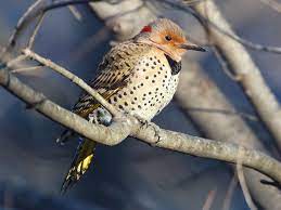 Female northern flicker at delta bc canada. Northern Flicker Ebird