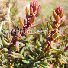 Image result for Suaeda