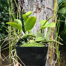 Image result for Lankesteria alba