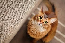 Is Your Cat Staring At You What It Means In Cat Language Catster In 2020 Cat Breeds Cat Facts Cat Language