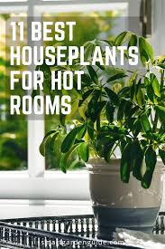 Choosing Houseplants For Hot Rooms Can Be Tricky Here Are 11 Indoor Plants That Love The Heat And Will Do Wel Indoor Tropical Plants Plants Best Indoor Plants