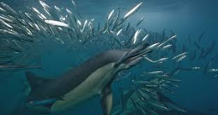 Common Dolphin Eating A Sardine During Annual Migration Common Dolphin Dolphins Dolphin Facts