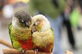 Brotherly Love Bird Pictures Parrot Avian