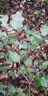 Image result for Thomandersia butayei