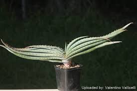 Image result for Aloe suprafoliata