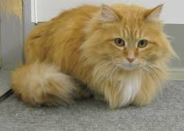 These long haired orange tabby are more attractive and the look is too good also. Long Hair Fluffy Orange Tabby Cat