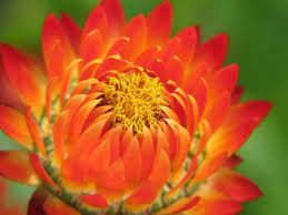 Xerochrysum Bracteatum Strawflower Everlasting Health Benefits And Uses Flowers Showy Flowers Amazing Flowers