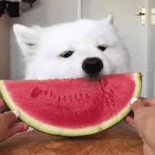Touch device users, explore by touch or with swipe gestures. Best Cute Dog Eating Watermelon Gifs Gfycat