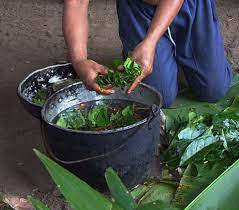 The Ayahuasca Diet And Dietary Guidelines Your Highest Truth