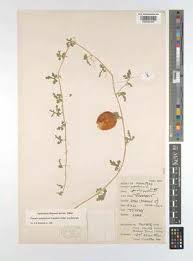 Image result for Cucumis prophetarum