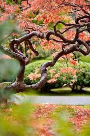Japanese Garden In Portland Oregon Japanse Tuin Landschappen Prachtige Natuur