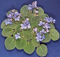 Image result for Saintpauliopsis