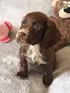 Working cocker spaniel puppies for sale - May 2020