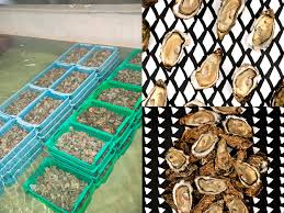Tout Savoir Sur Les Huitres Varietes Calibre Quand Les Manger