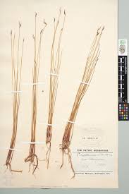 Image result for Tetraria