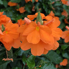 Image result for Crossandra infundibuliformis