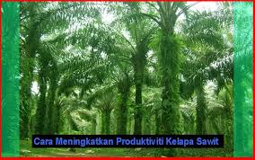 Cara Meningkatkan Produktiviti Ladang Kelapa Sawit Kelapasawitnews Com Berkongsi Maklumat Kelapa Sawit Di Malaysia Kelapa Alam