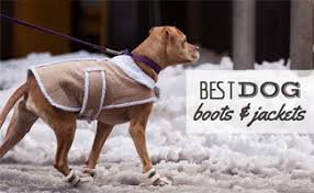 Best Dog Boots And Coats For Winter To Keep Your Pup Warm