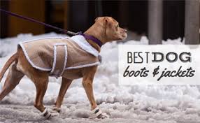 best dog boots and coats for winter to keep your pup warm