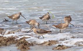 Birds Native To Virginia Beach Fall Bird Migration Is Underway A Day At Bethel Beach Bird Migration Birds Bird Pictures