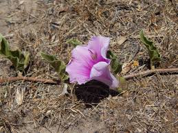 Image result for Ipomoea fulvicaulis