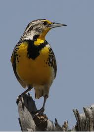 Great for interactive notebooks and state reports. Wyoming State Bird Western Meadowlark