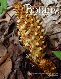 Image result for Sopubia ramosa