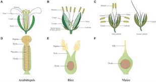W lee flowers greenwood sc. Frontiers Molecular Control Of Carpel Development In The Grass Family Plant Science
