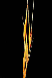 Image result for Tristachya superba