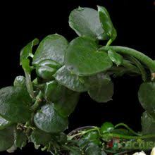 Image result for Ceropegia monteiroae