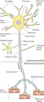 The human nervous system : The Nervous System Musculoskeletal Key