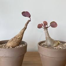 Image result for Phyllanthus mendesii