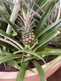 How To Grow A Pineapple Indoors Gardening Channel Growing Pineapple Pineapple Planting Pineapple