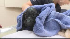 Puppies tampa is a great place to come and play and adopt a puppy for your family today! Tampa Adopting Out Dogs Rescued From Unsafe Breeder Wtsp Com