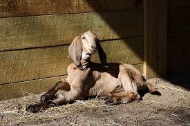 Giving your baby a bath is a great way to bond with your child and to make sure he or she is clean and cared for. 21 Things To Know Before Starting A Goat Farm Mother Earth News