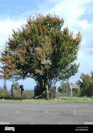 Image result for Citharexylum