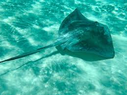 Image result for Stingray