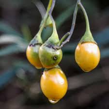 Image result for Amblygonocarpus