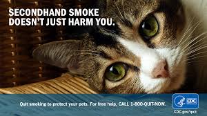 Julian's cat care, in dearborn, mich. Cdc Tobacco Free On Twitter Secondhand Smoke Can Cause Cancer In Pets This Internationalcatday Quit Smoking For Your Furry Friend
